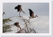 03LakeManyara - 46 * Yellowbilled Storks.